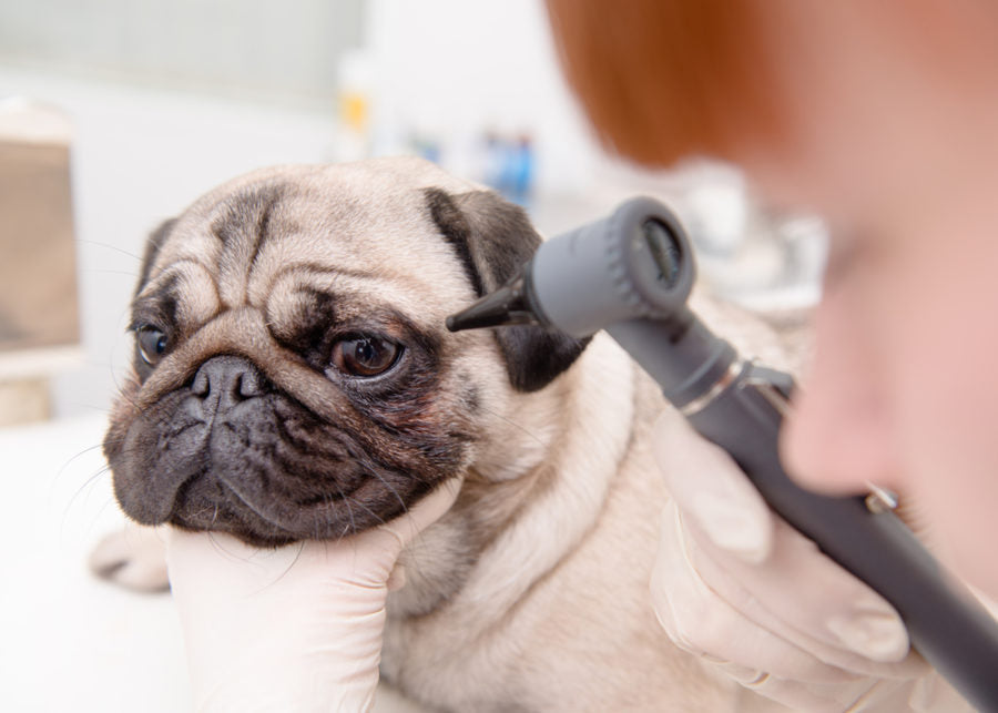 Tear Production And Good Ocular Hygiene In Dogs And Cats