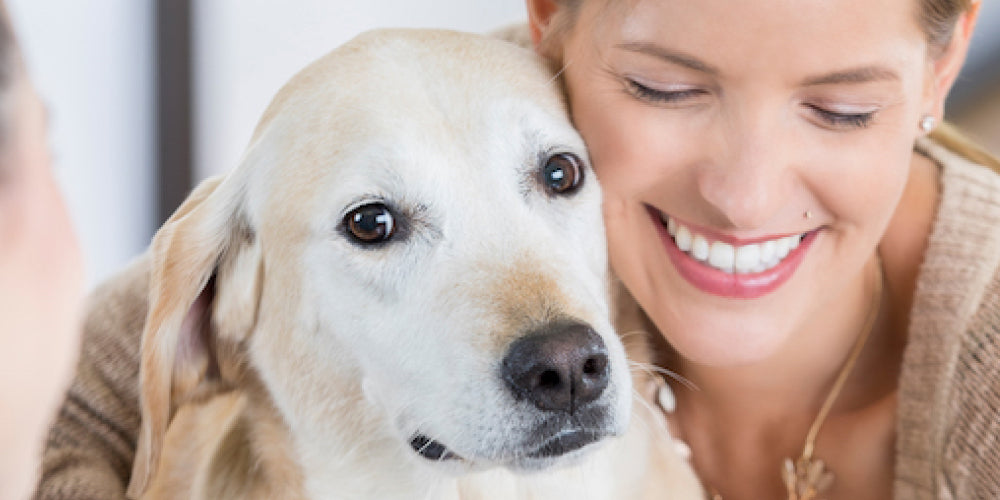 Intraocular Lenses (iols) – I-med Animal Health