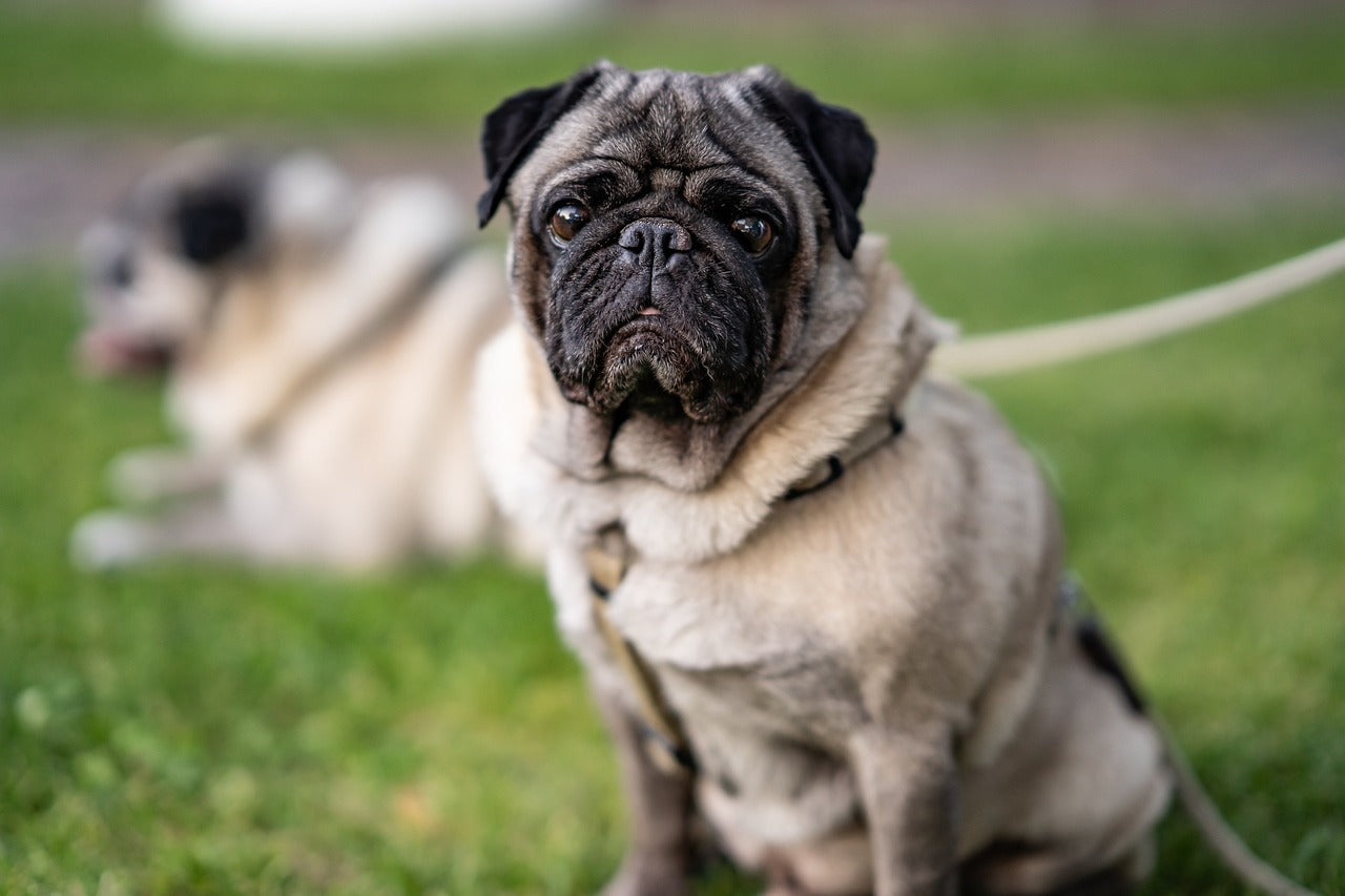 Lubricating Eye Drops for Dogs and Cats - Pet Owners Lubricating Eye Drops for Dogs and Cats - Pet Owners